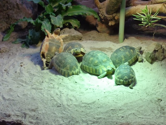 Schildkröten Versammlung