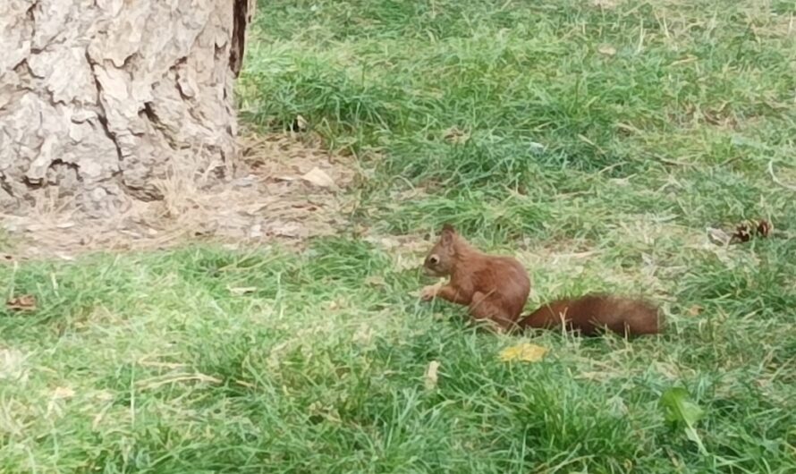 Eichhörnchen im Matznerpark