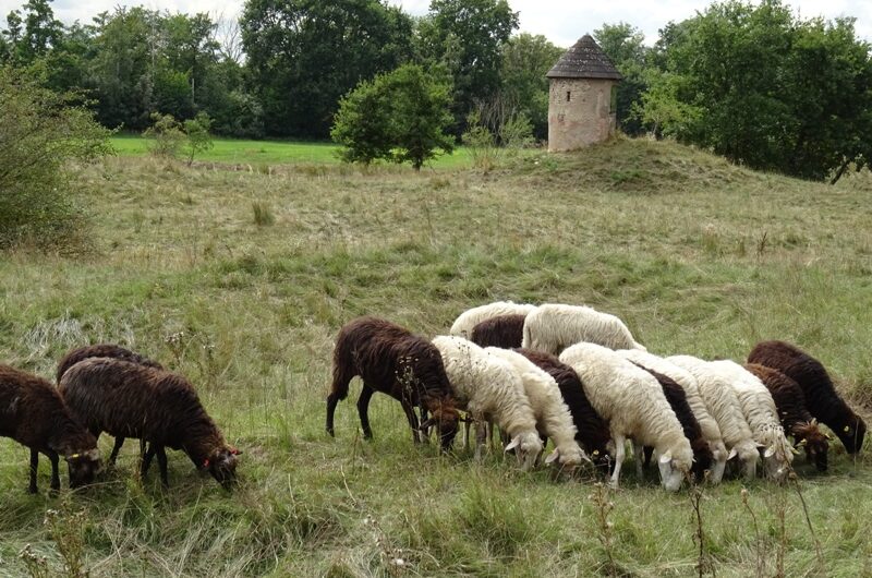 Schafe vor dem Pulverturm