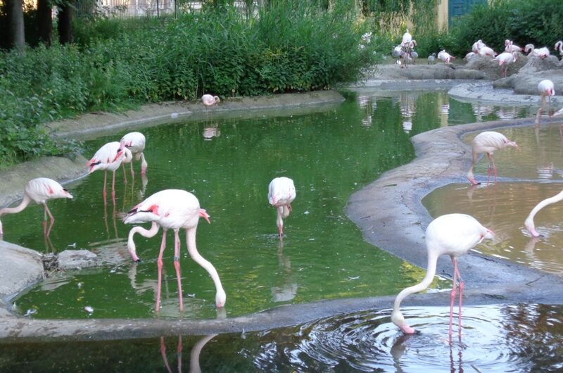 Fressende Flamingos