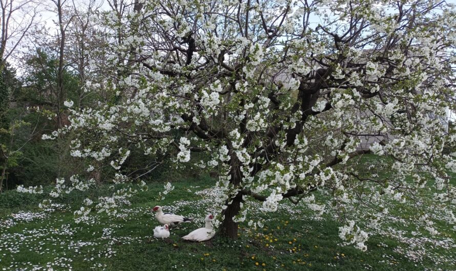 Enten unterm Frühlingsbaum