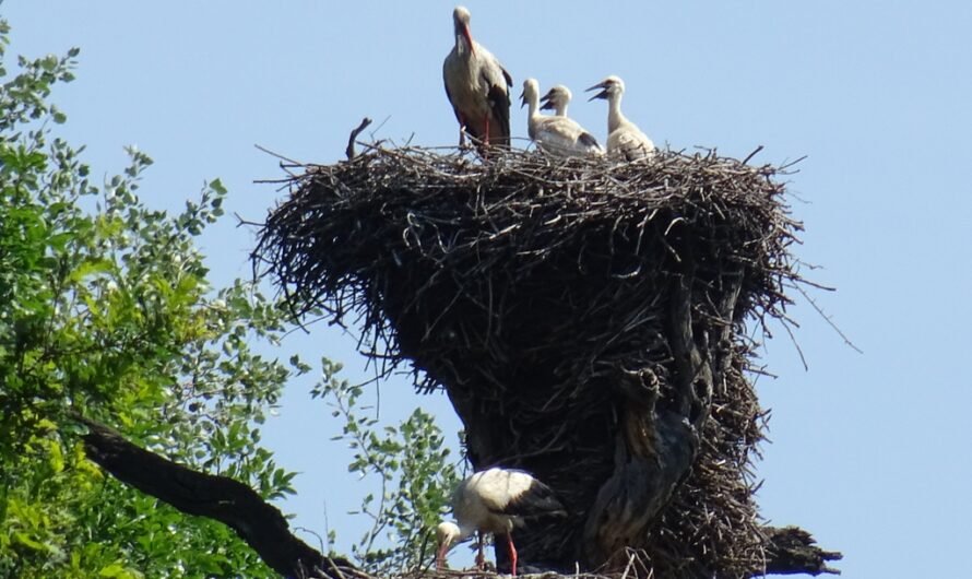 Storchenfamilie in Marchegg