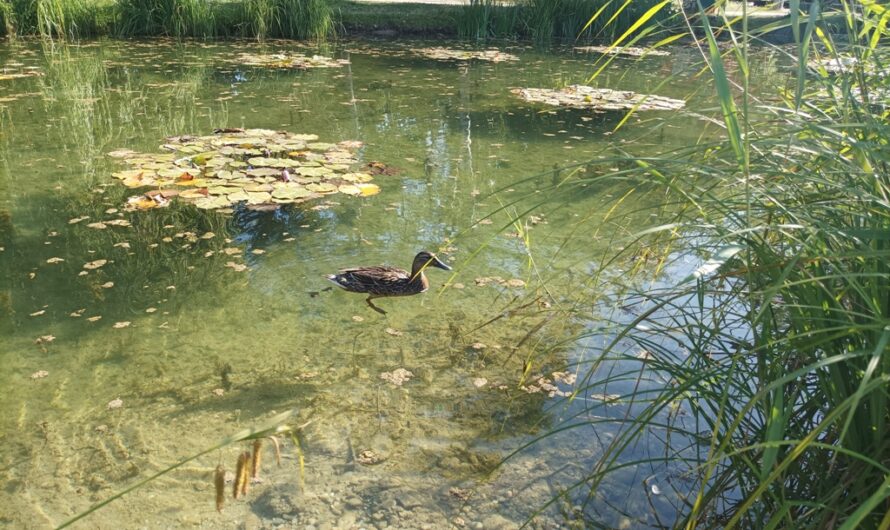 Ente im Wasserpark