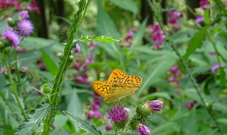 Lilienfelder Schmetterling