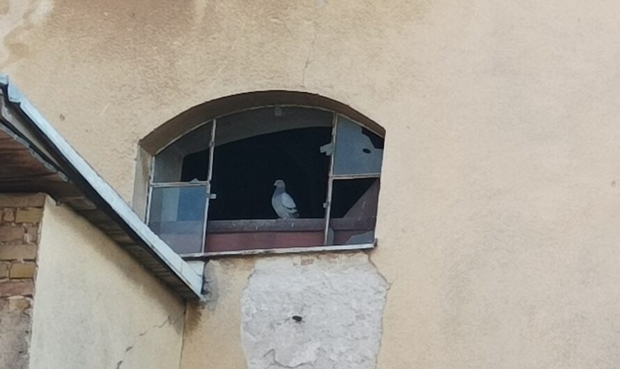 Taube im Werksfenster