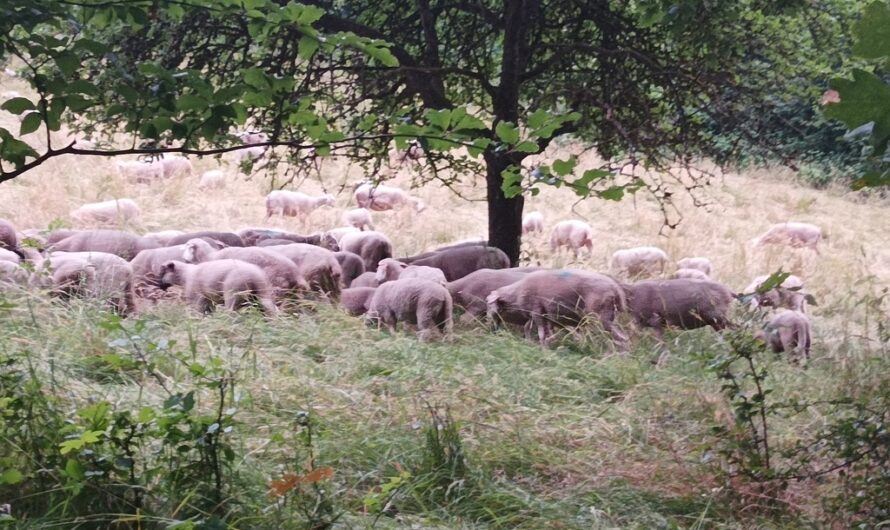 Schafsherde in Lohr