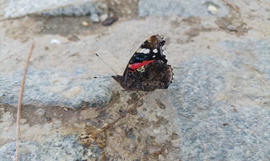 Schmetterling im Erlebnispark Gänserndorf