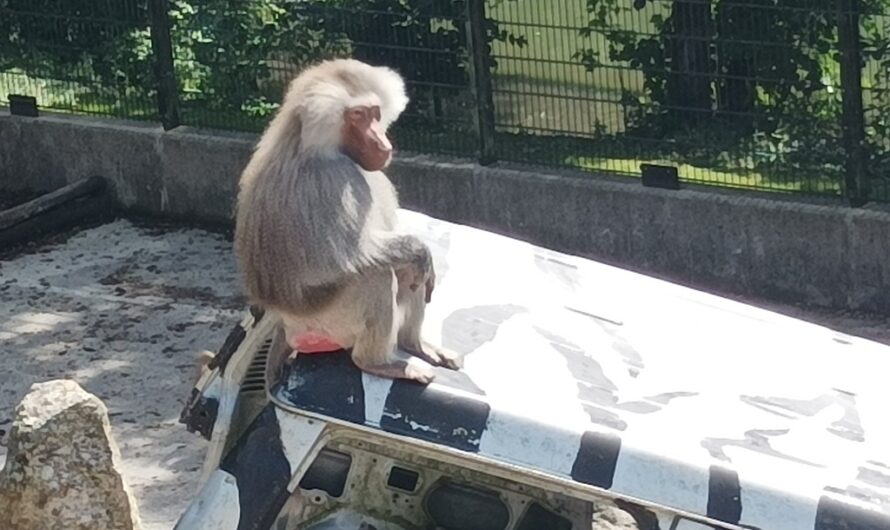 Affe auf dem Autodach